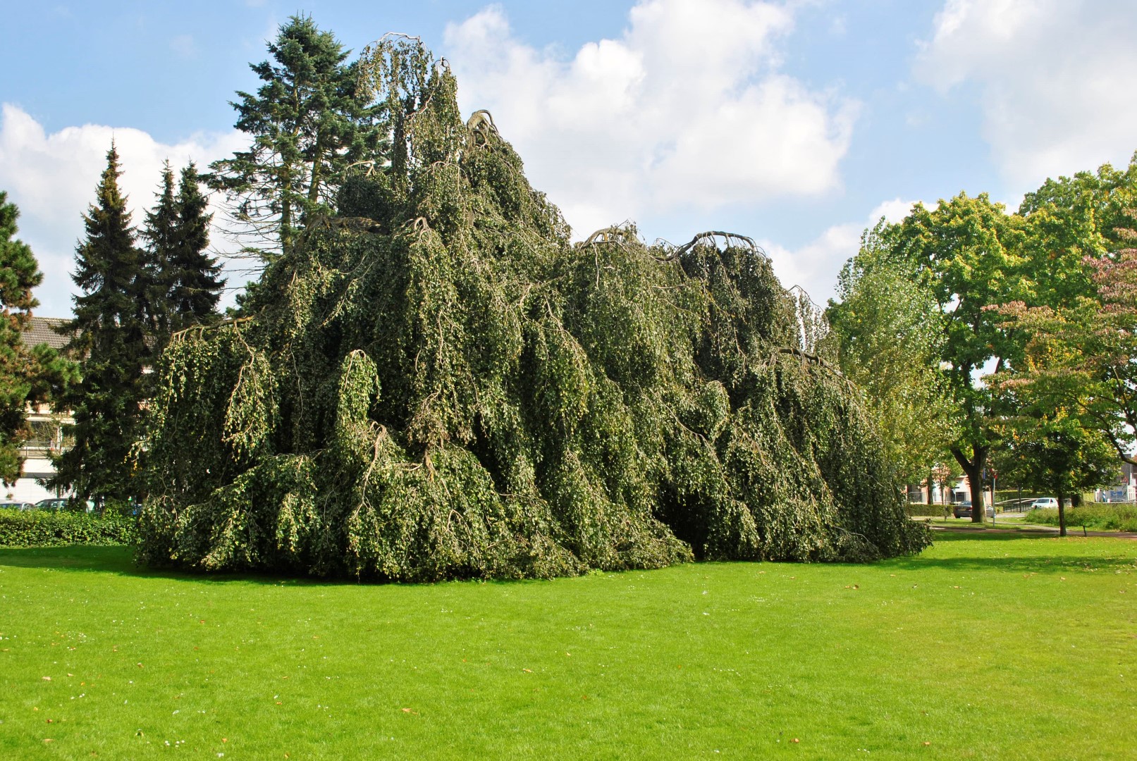 Fagus sylvatica 'Pendula'